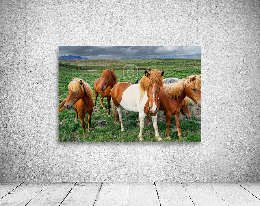 Wild Horses in Iceland Wall Preview
