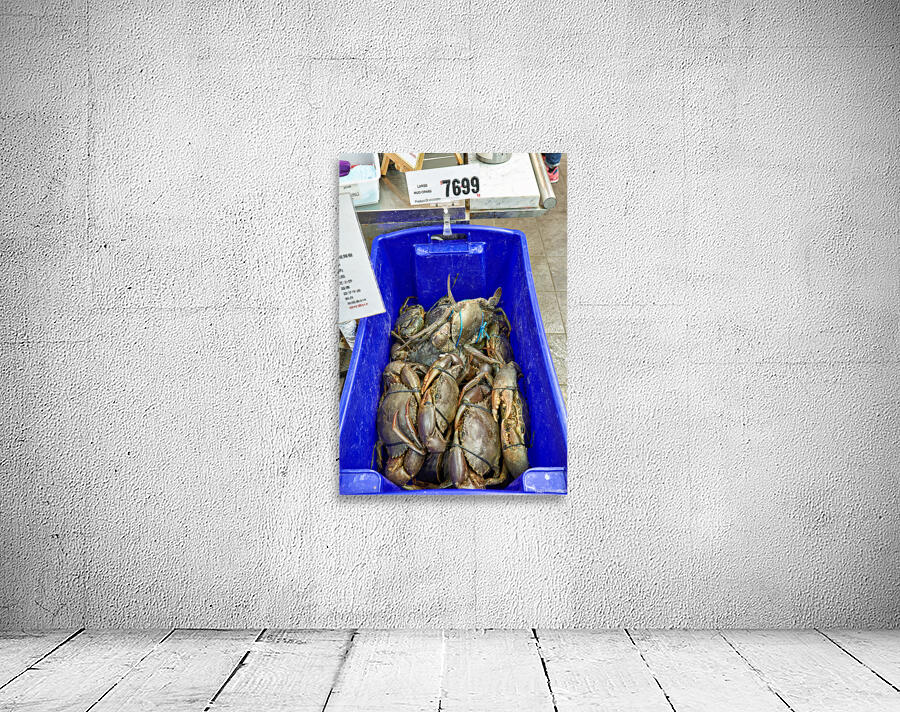 Large Mud Crabs for sale at $76.99 per kg. Wall Preview