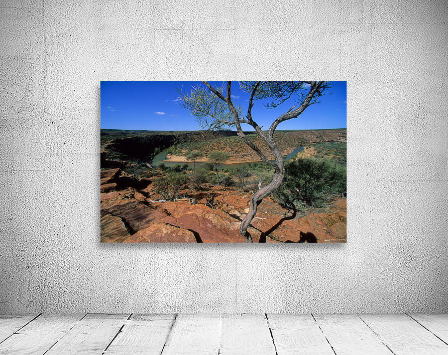 A gnarled tree overlooks a river in a vast canyon. Wall Preview