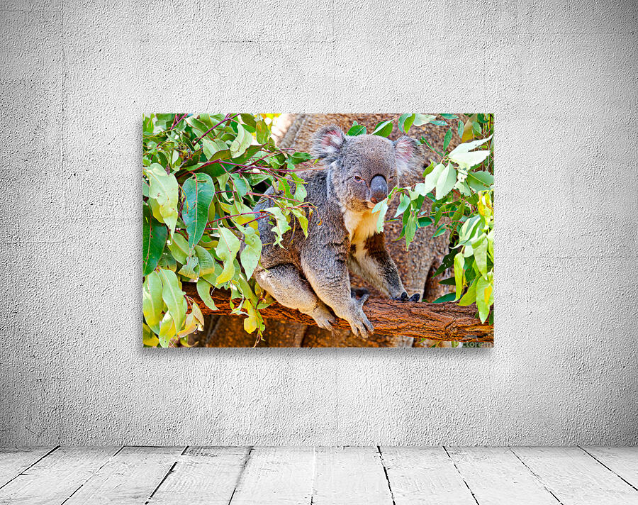 Koala sits on a branch surrounded by eucalyptus leaves. Wall Preview