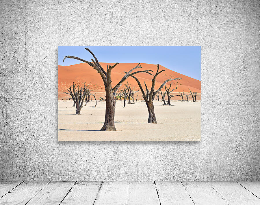 Dried camel thorn trees in Deadvlei pan in Namibia Wall Preview