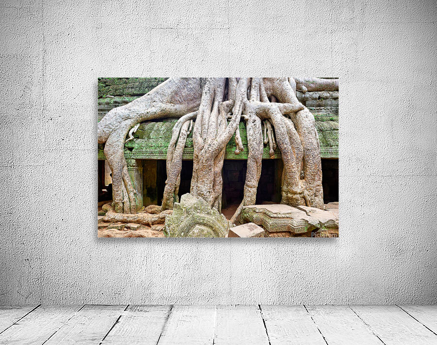 Massive tree roots dominate ancient mossy temple structure. Wall Preview