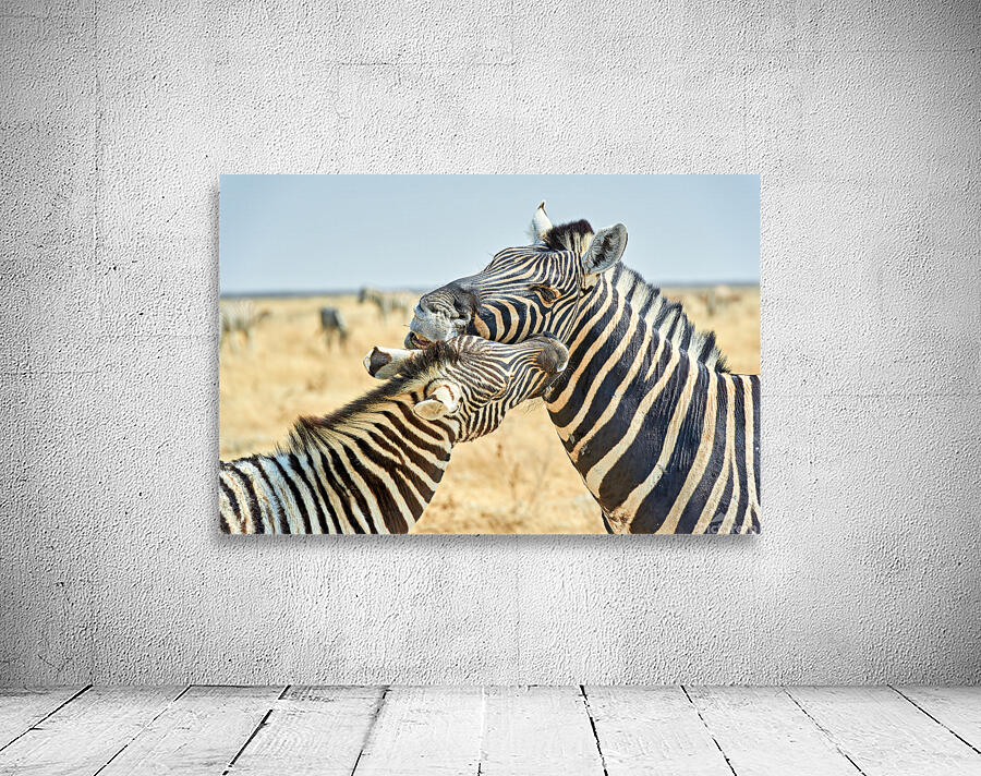 Zebras cuddle together in the wild at Etosha National Park in Na Wall Preview