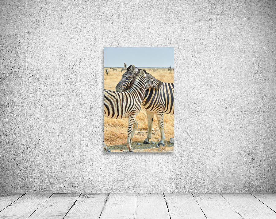 Zebras cuddle together in Etosha National Park in Namibia Wall Preview
