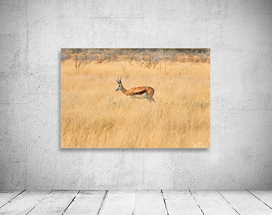 Springbok gazelle antelope walking in Etosha National Park Namib Wall Preview