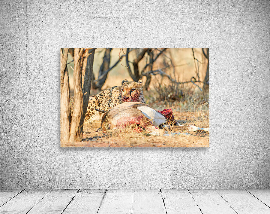 Cheetah feeding on its kill in Okonjima Reserve Namibia Wall Preview