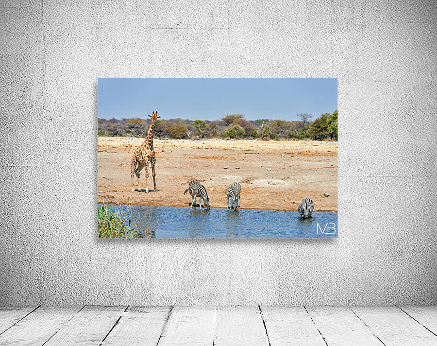 Giraffe and zebras drink water together at a waterhole in Namibi Wall Preview
