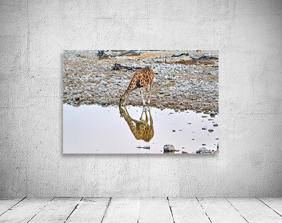 Giraffe drinks water at a waterhole in Etosha National Park Nam Wall Preview