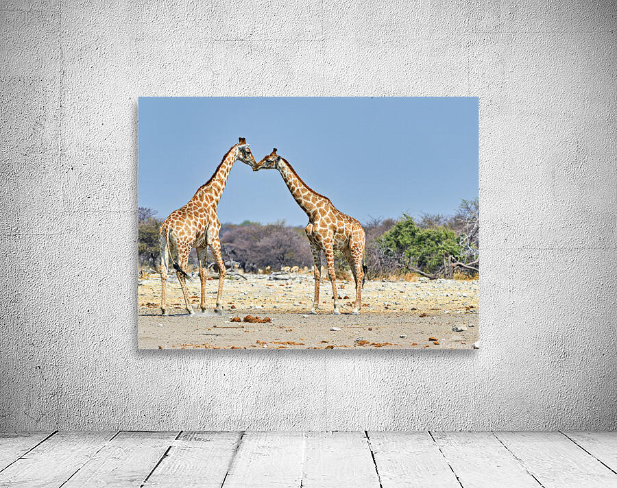 Giraffes cuddling in Etosha National Park in Namibia Wall Preview