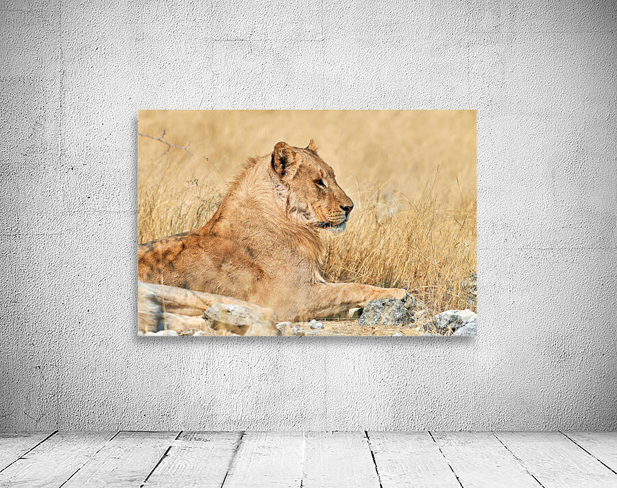 Lion resting in Etosha National Park Namibia during the day Wall Preview