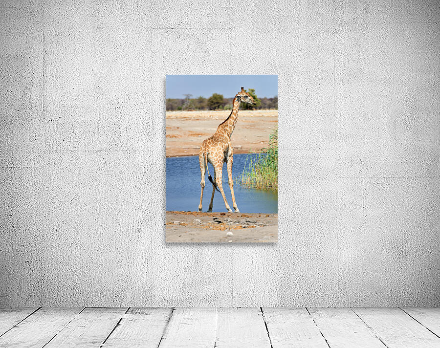 Giraffe drinks water at a waterhole in Etosha National Park Nami Wall Preview