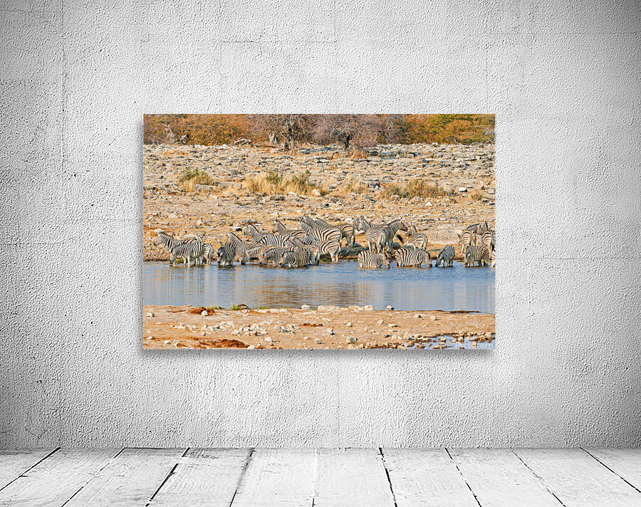 Zebras drink water at a waterhole in Etosha National Park Namibi Wall Preview