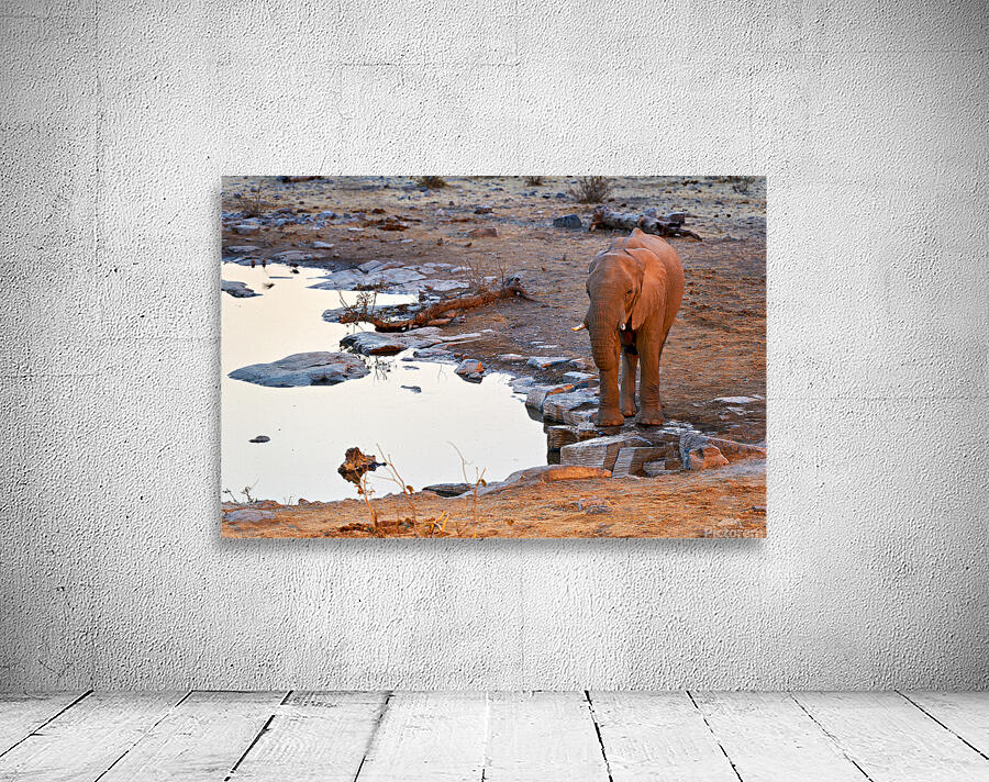 Elephant drinks at waterhole during sunset in Etosha National Pa Wall Preview
