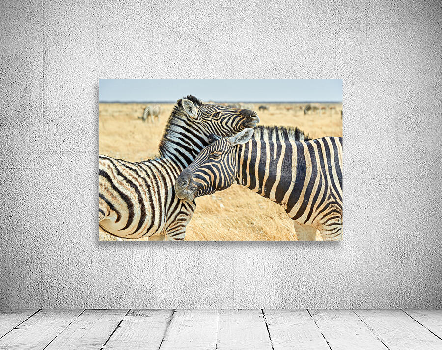 Zebras cuddle in Etosha National Park in Namibia during daylight Wall Preview