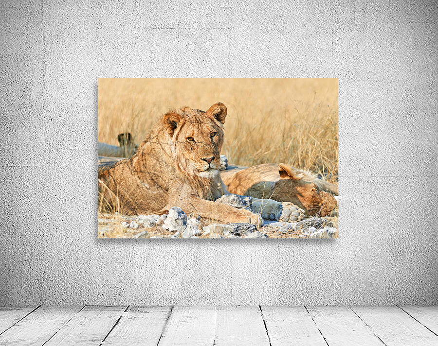 Lion resting in Etosha National Park Namibia during daylight ho Wall Preview