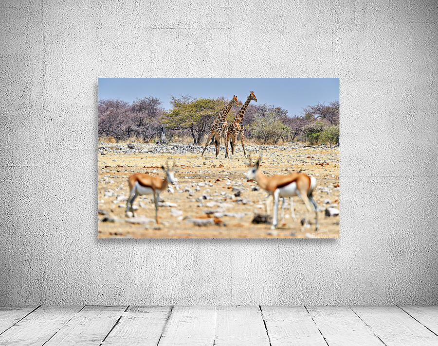 Giraffes and springboks in Etosha National Park Namibia Wall Preview