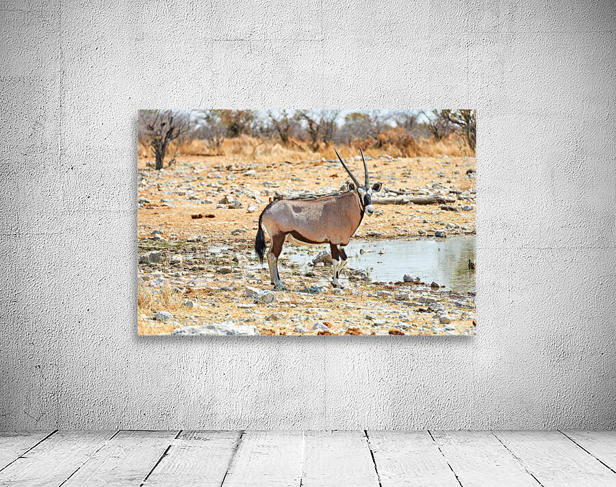 Gemsbok oryx drinking near water in Etosha National Park Namibi Wall Preview