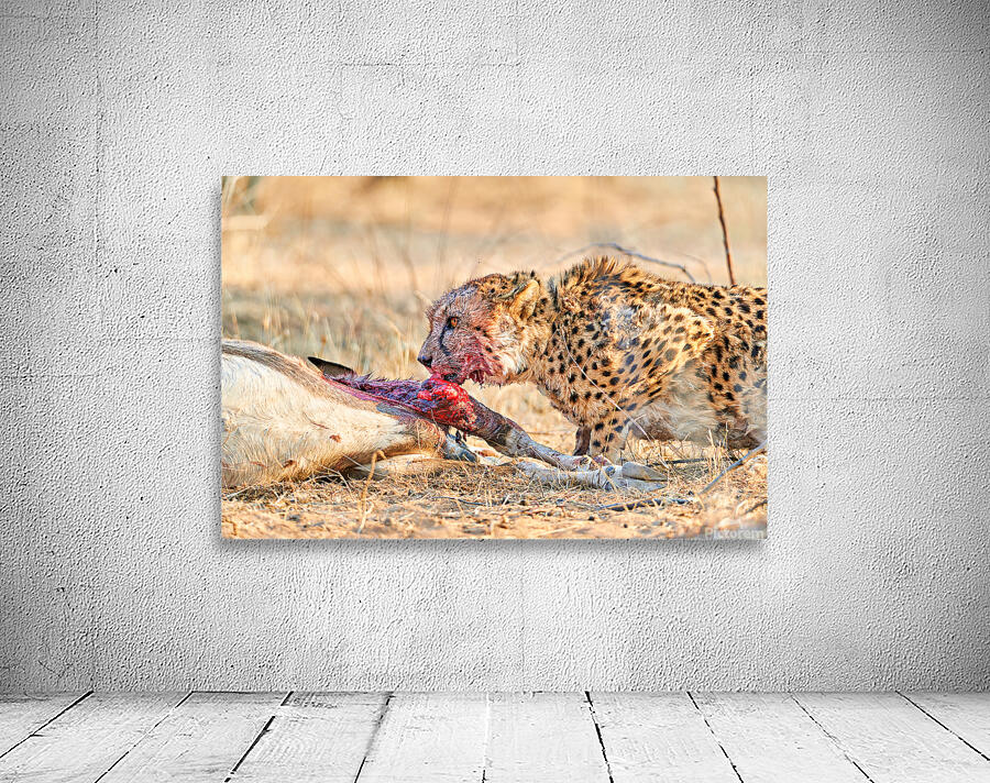 Cheetah feeding on prey in Okonjima Reserve Namibia Wall Preview