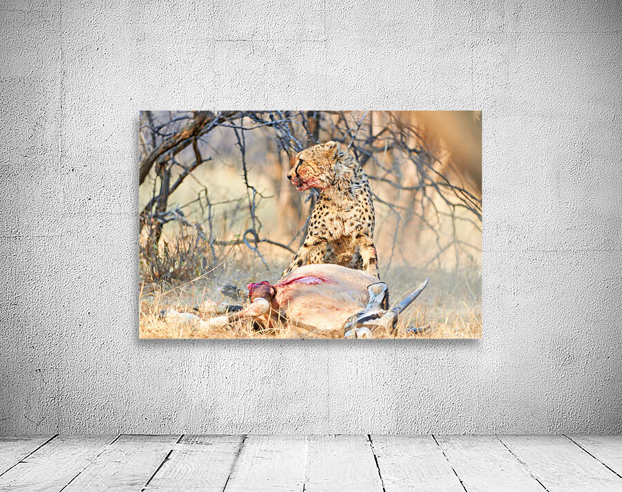 Cheetah feeds on prey in okonjima reserve in namibia Wall Preview