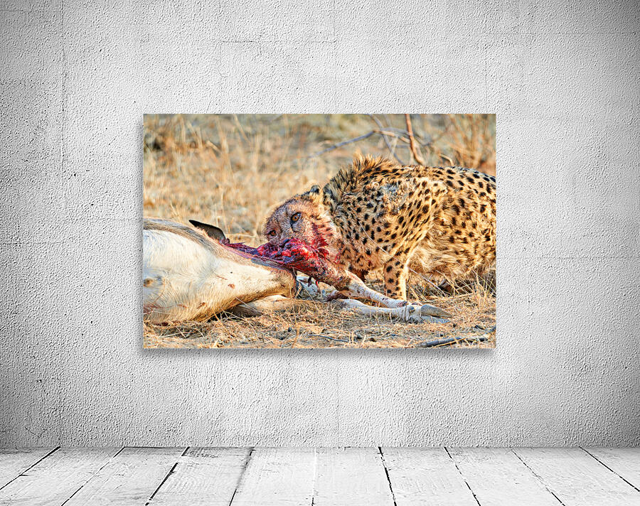 Cheetah feeding on its kill in Okonjima Reserve Namibia Wall Preview