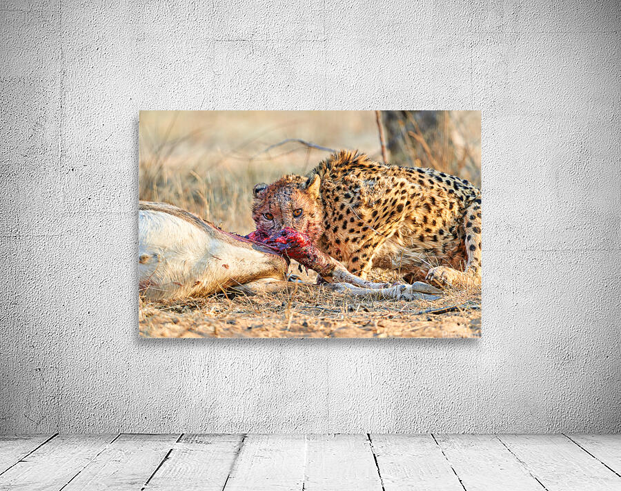 Cheetah feeding on prey in Okonjima Reserve in Namibia Wall Preview