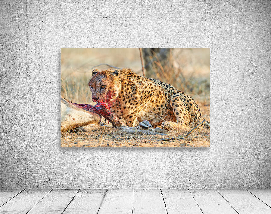 Cheetah feeding on prey in Okonjima Reserve Namibia Wall Preview
