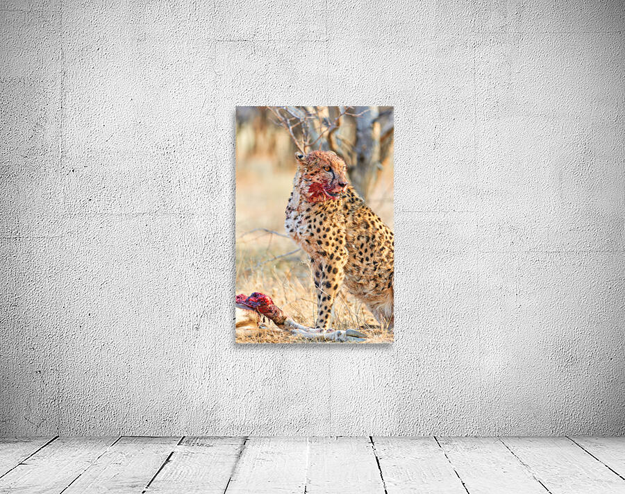 Cheetah eating after a hunt in Okonjima Reserve Namibia Wall Preview