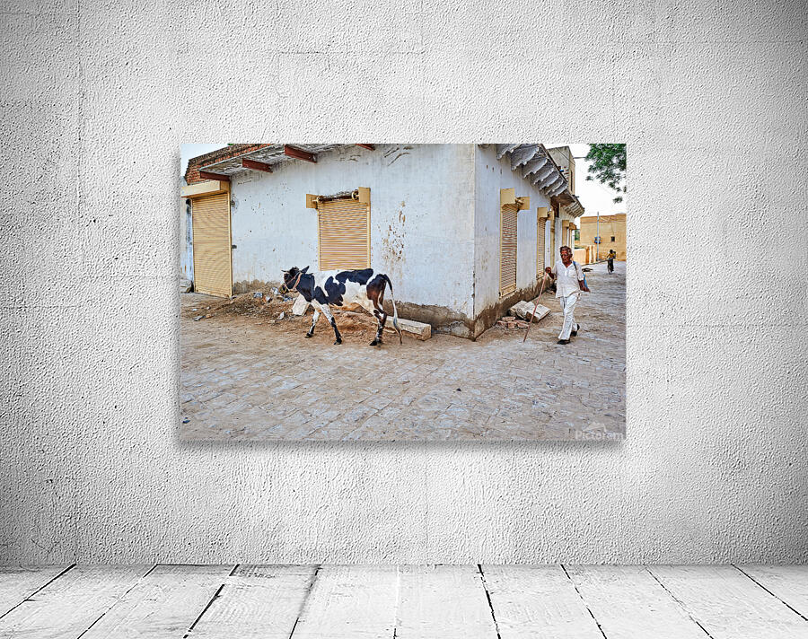 Man walking with cow in Mandawa streets Rajasthan India Wall Preview