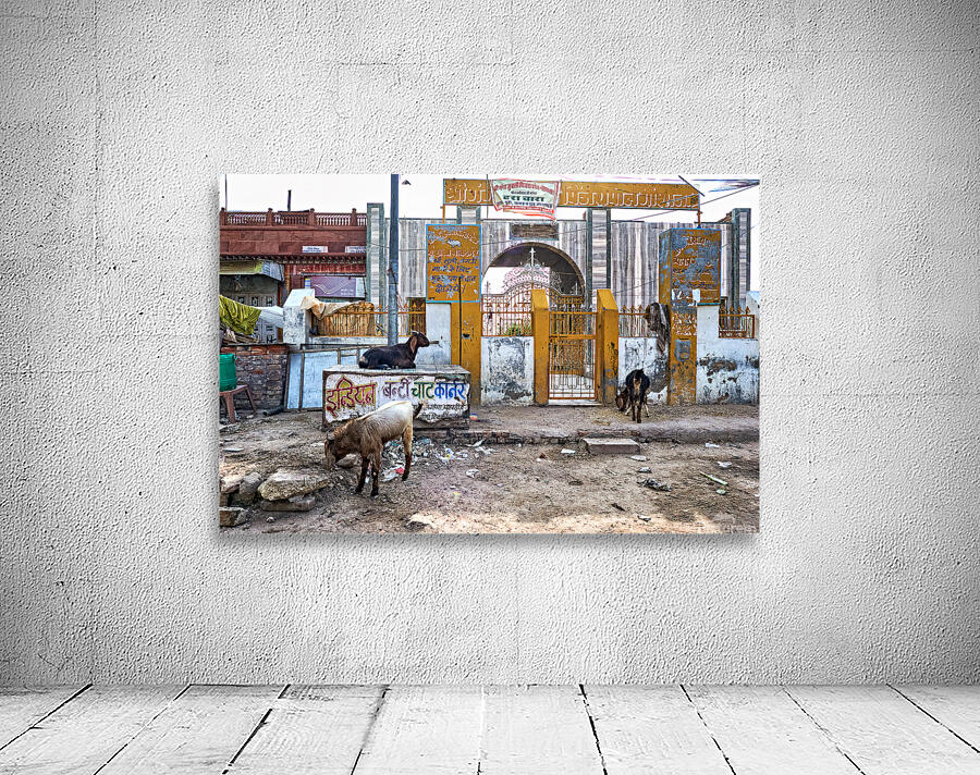 Streets of Bikaner in Rajasthan show daily life and animals Wall Preview