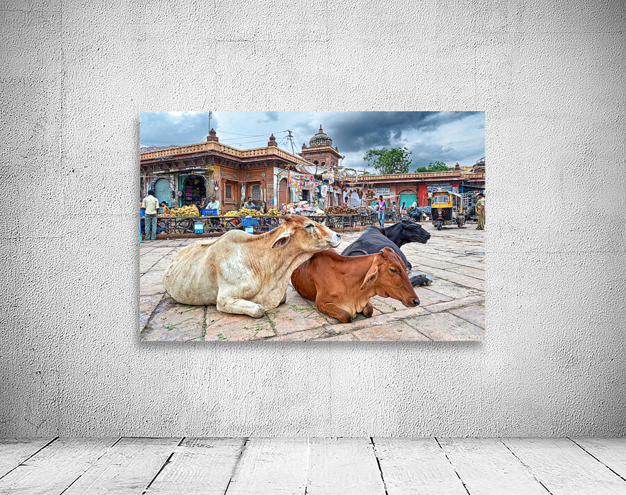 Cows resting at Sardar Market in Jodhpur Rajasthan during the d Wall Preview