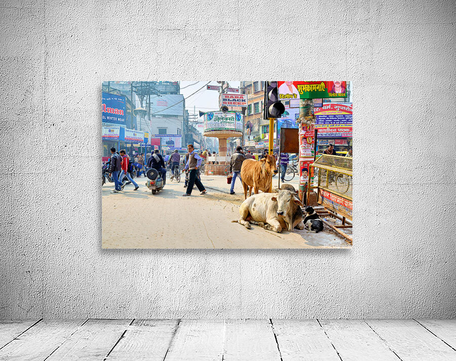 Cows roam the streets of Varanasi Benares Uttar Pradesh Wall Preview