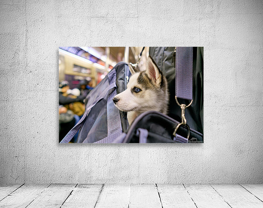 Dog riding in bag on subway in Manhattan New York City Wall Preview