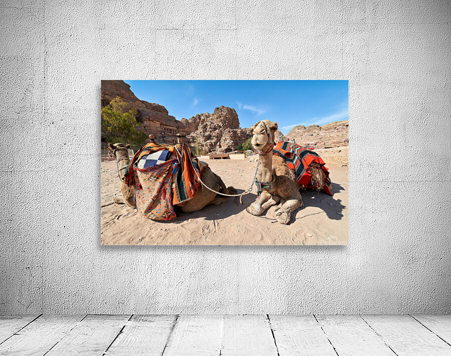 Tourists ride camels at Petra archaeological site in Jordan Wall Preview