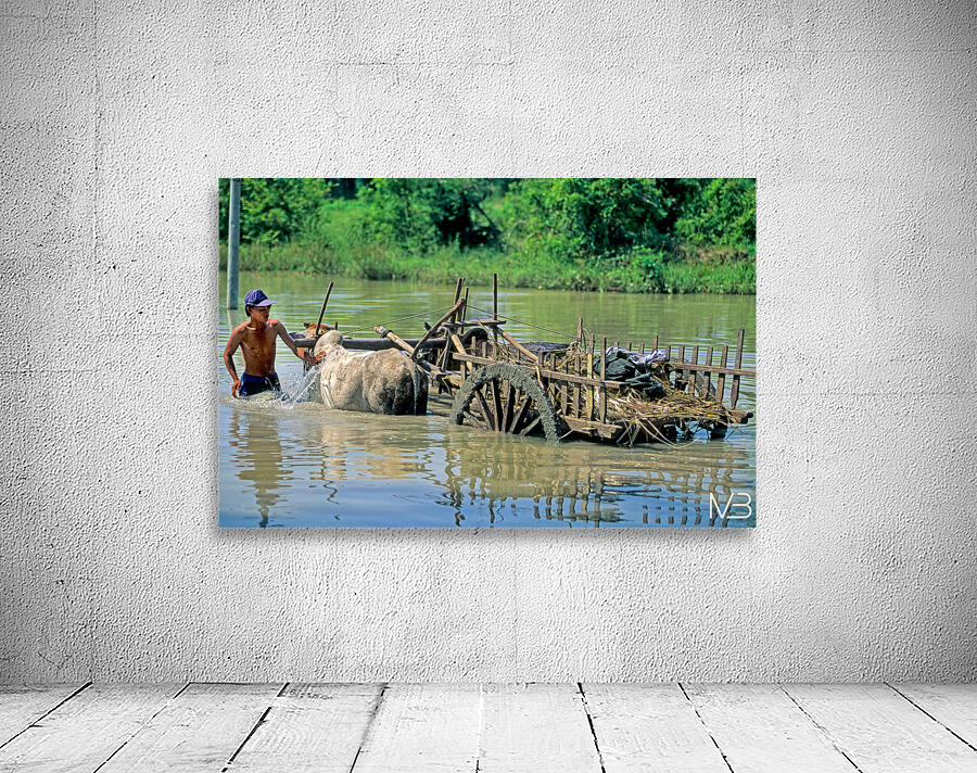 Washing cows in a river in the countryside of Myanmar Wall Preview