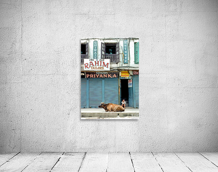 Holy cow resting on the street in Kathmandu Nepal Wall Preview