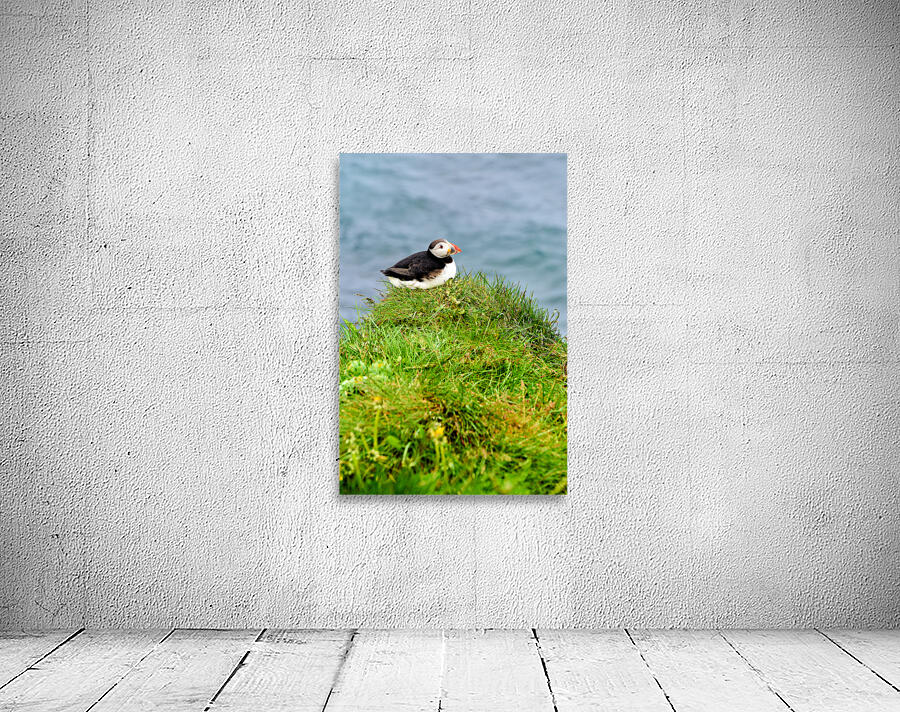Puffin resting on grass by the sea in Borgarfjordur Eystri Wall Preview
