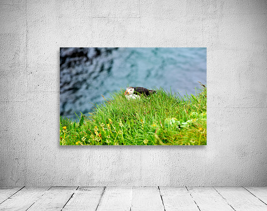 Puffin resting on grass at Borgarfjordur Eystri in Iceland Wall Preview