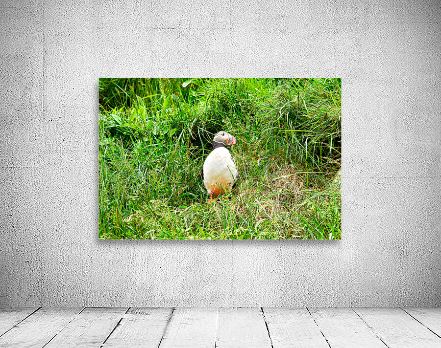 Puffin standing in grass at Borgarfjordur Eystri in Iceland Wall Preview