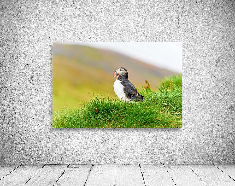 Puffin standing on grass in Borgarfjordur Eystri Iceland Wall Preview