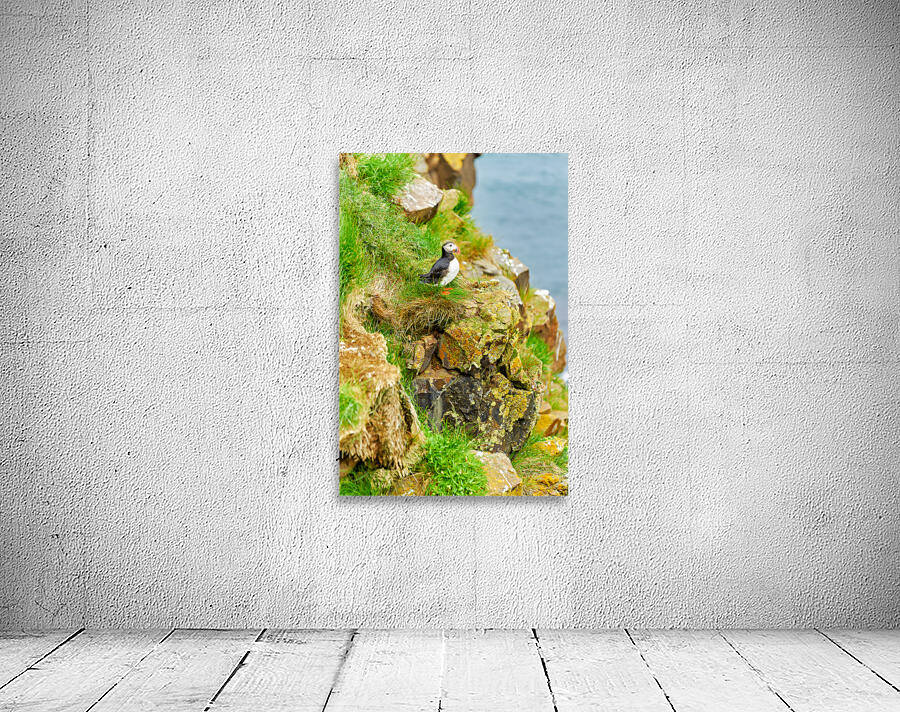 Puffin stands on rocks by the sea in Borgarfjordur Eystri Wall Preview