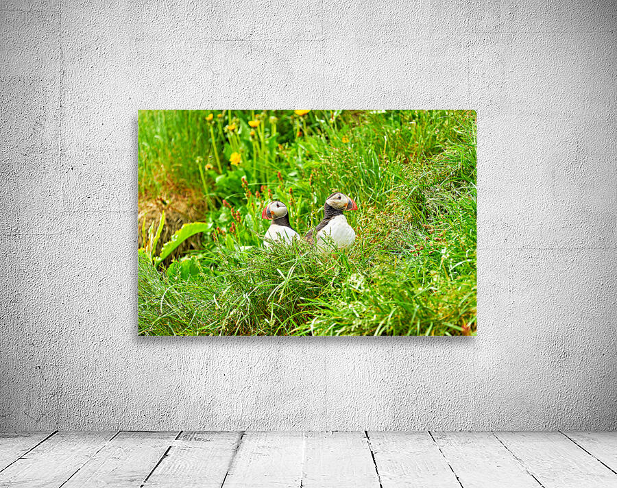 Two puffins resting in Borgarfjordur Eystri Iceland Wall Preview