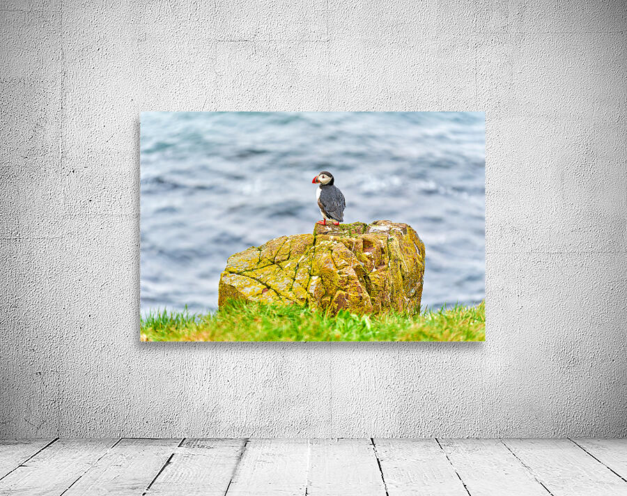 Puffin on rock at Borgarfjordur Eystri in Iceland by the ocean Wall Preview