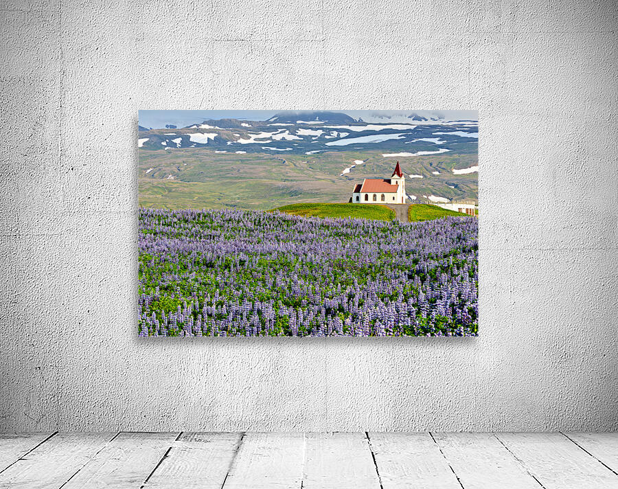 Ingjaldsoll church stands in a field of flowers in Iceland Wall Preview