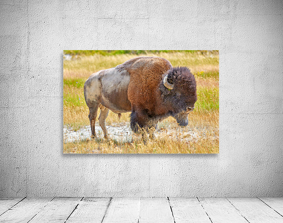 Wild american bison in Yellowstone National Park during summer Wall Preview