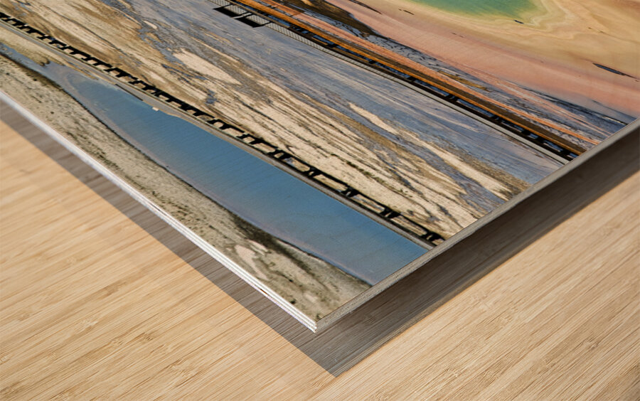 A bison crossing Grand Prismatic Spring at the Yellowstone National Park. Wyoming. USA. Wood print