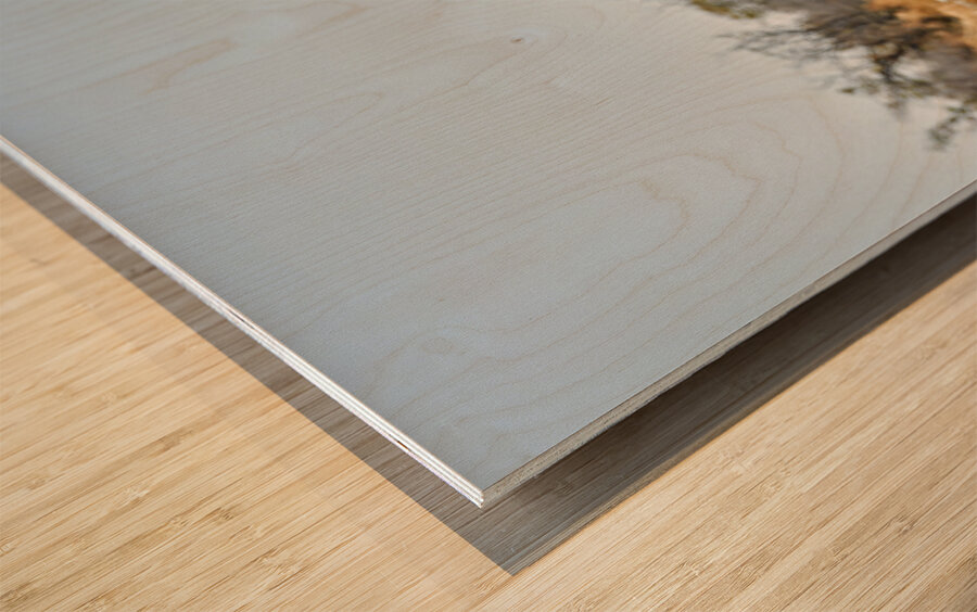 Namibia. Etosha National Park. Gemsbok Oryx Wood print