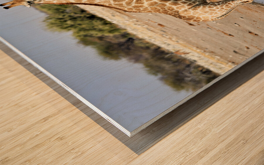 Namibia. Etosha National Park. Giraffe drinking at a waterhole Wood print