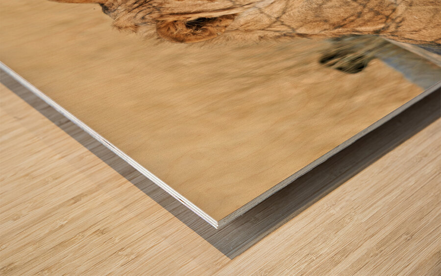 Namibia. Etosha National Park. A lion in the wild Wood print