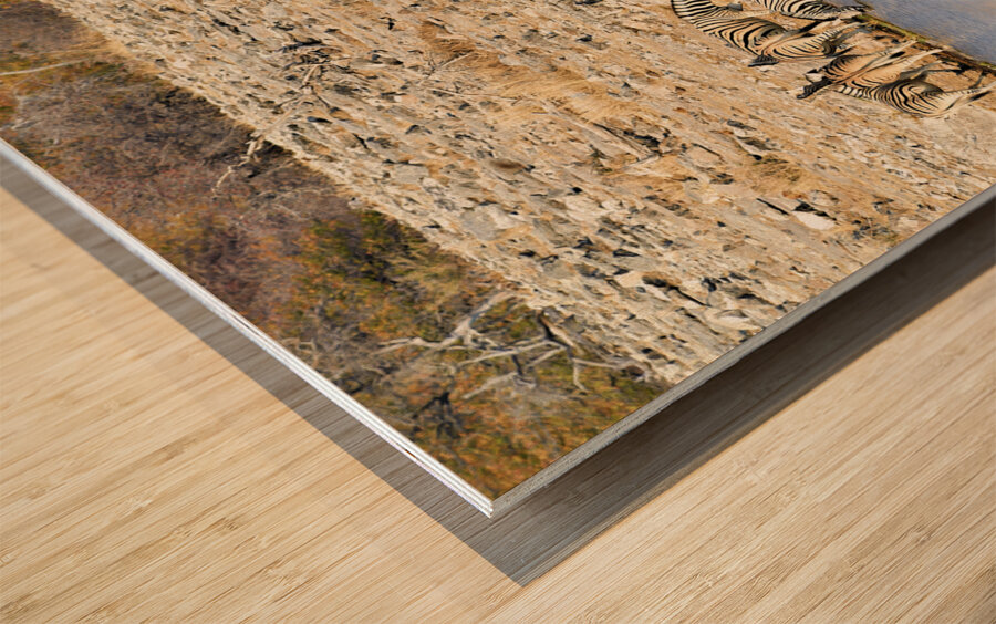 Namibia. Etosha National Park. Zebras drinking at a waterhole Wood print