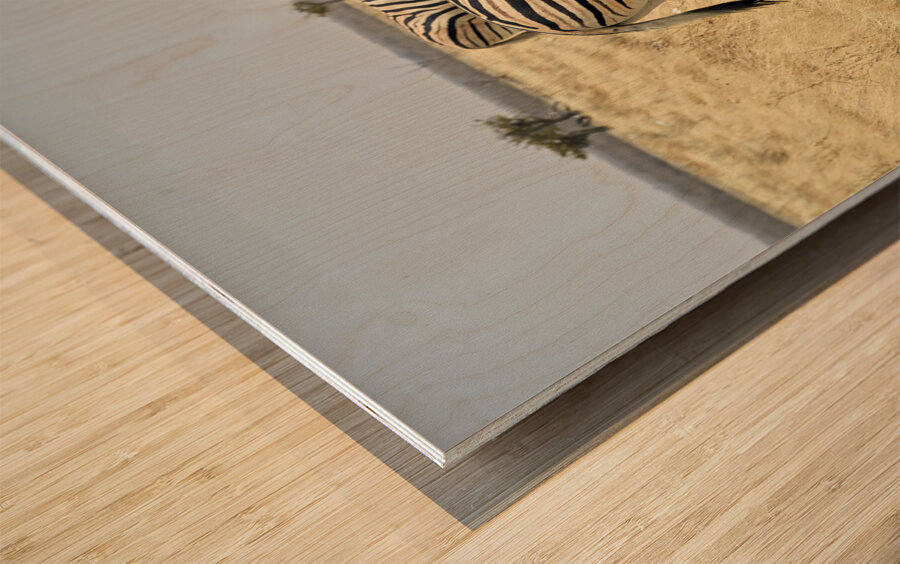 Namibia. Etosha National Park. Zebras cuddling in the wild Wood print